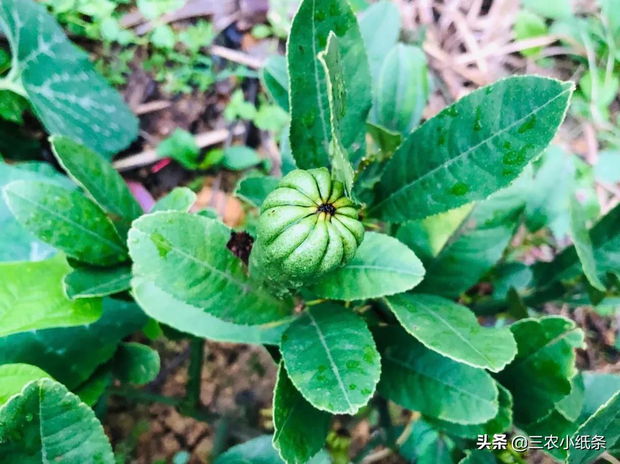 目前种植佛手柑还有前景吗,佛手柑怎么很少人种植