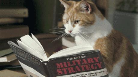 到底是养一只猫好还是养两只,养一只猫好一点还是两只猫好一点