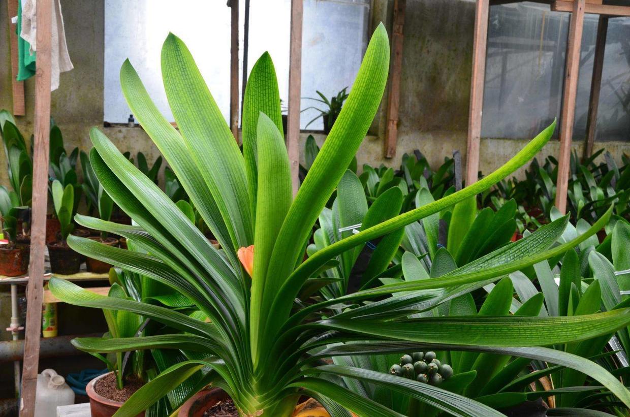 君子兰换土老根太大要不要剪掉,烂根君子兰怎么快速养根