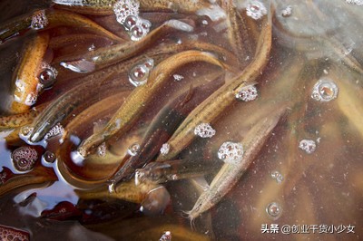 泥鳅养殖技术一亩地投资多少钱,泥鳅塘养殖怎么赚钱