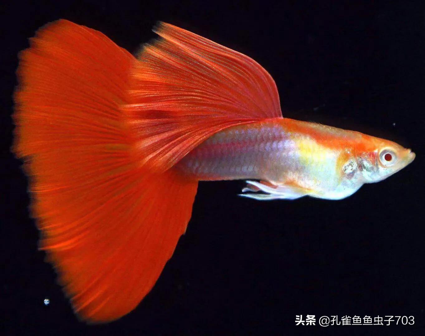 孔雀鱼剪尾的正确方法,孔雀鱼剪尾之后怎么恢复