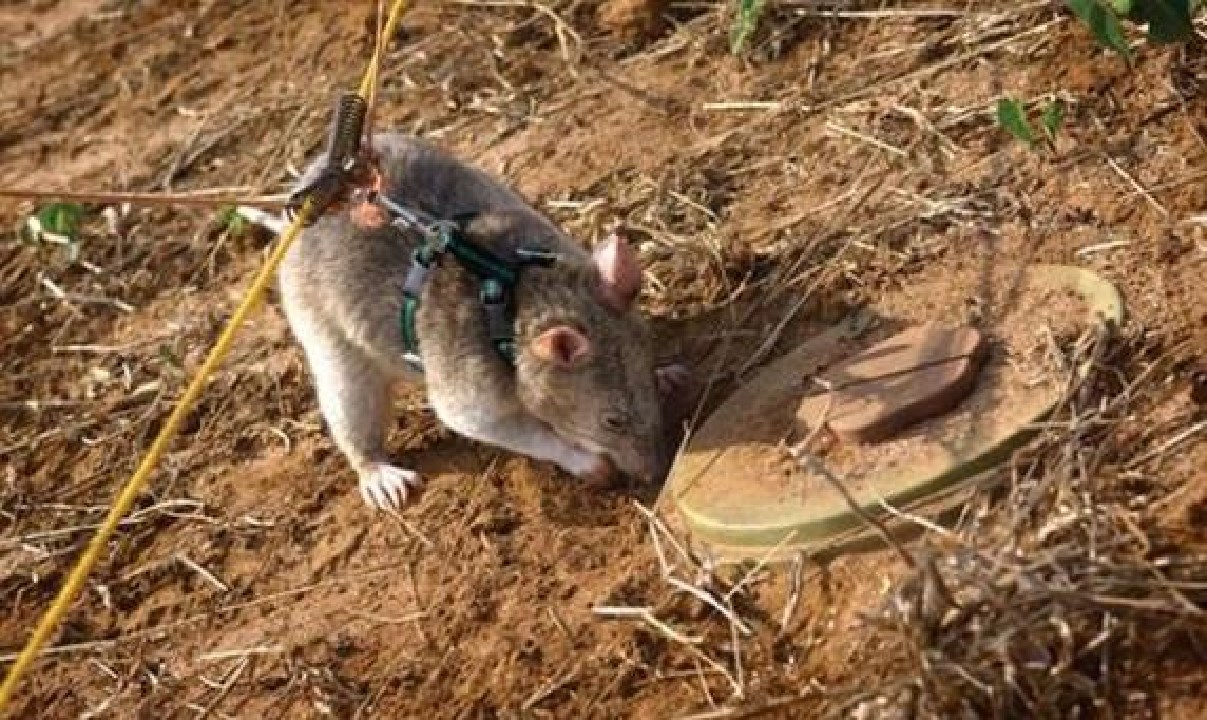 体型最大的鼠类排名,世界上最大的鼠类有多大