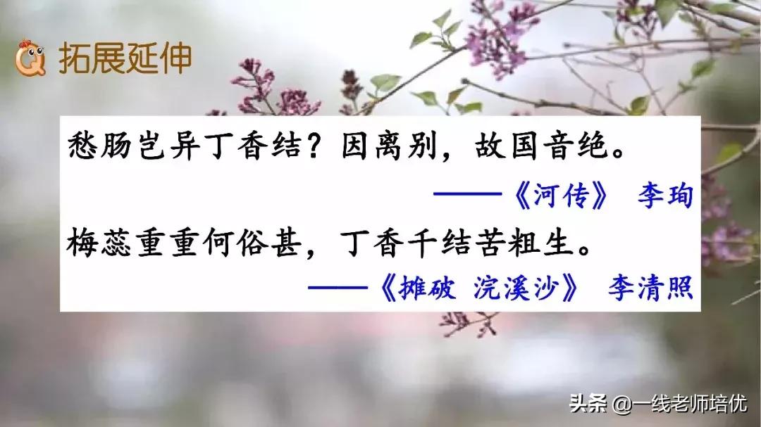 六年级上册第二课丁香结知识点,部编版六年级上册语文丁香结预习