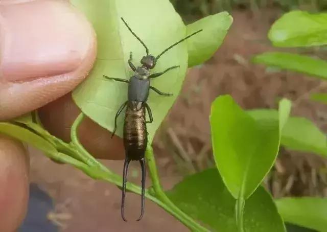柑橘粉蚧虫图解,柑橘食蝇虫图片
