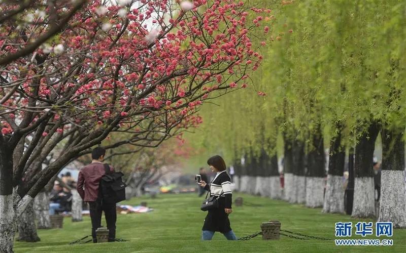 清明节的来源和习俗视频教学,清明节和重阳节的习俗有哪些