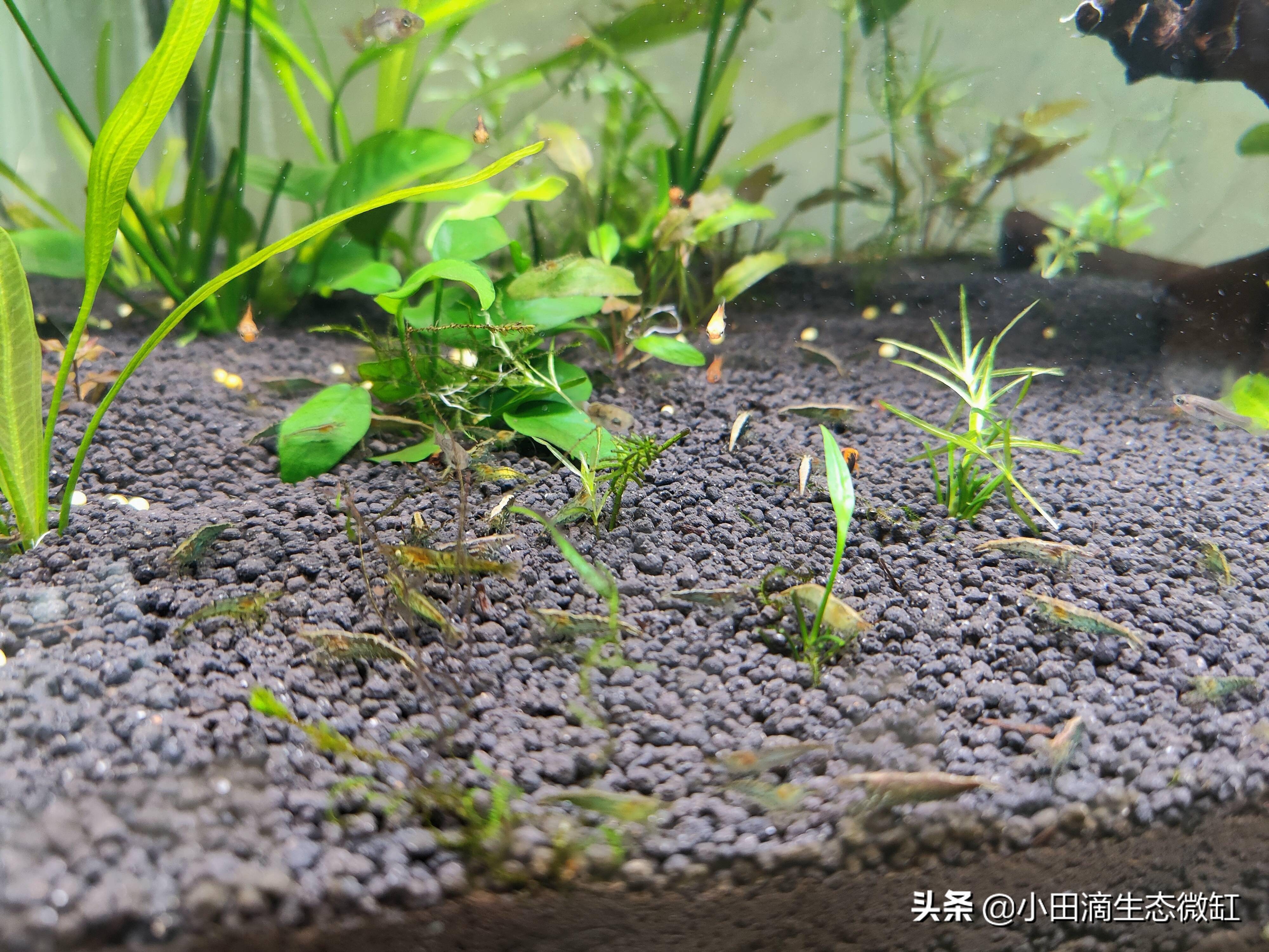 100只黑壳虾多长时间能除干净藻,鱼缸长期不长藻黑壳虾会饿死吗