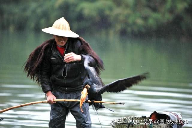 鱼鹰入水抓鱼,鱼鹰抓鱼有多厉害