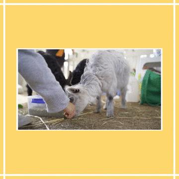 可瑞康奶粉澳洲价格,可瑞康代购奶粉澳洲