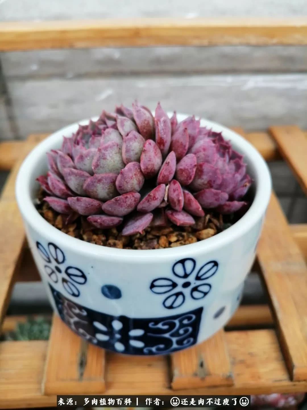 日照弘一法师,日照法师请师父