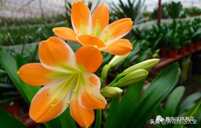 君子兰这样浇水，叶绿花大色更艳，一年能长6片叶