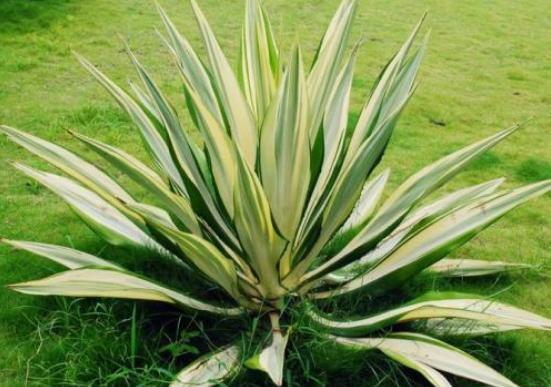 有效去除甲醛的是什么植物,除甲醛比较好的室内植物又好养活