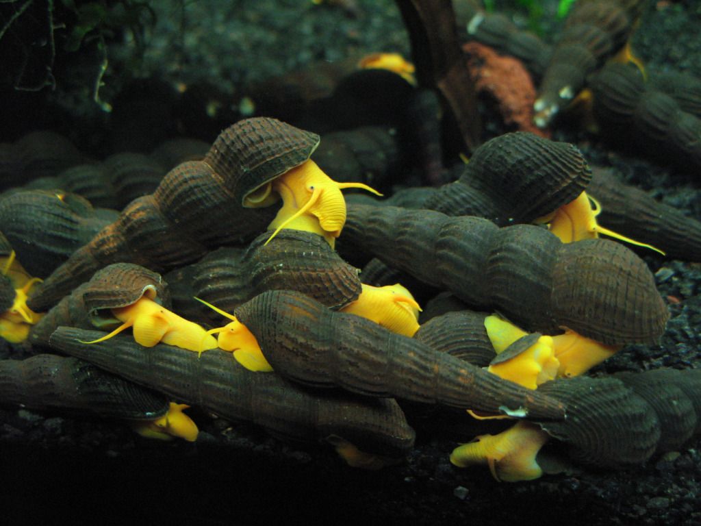 观赏螺养殖方法和注意事项,水温15度适合养什么鱼和观赏螺