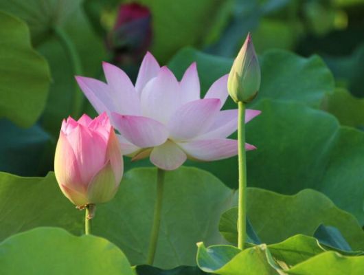 茶花是我国的十大名花吗,中国十大名花图片及花语