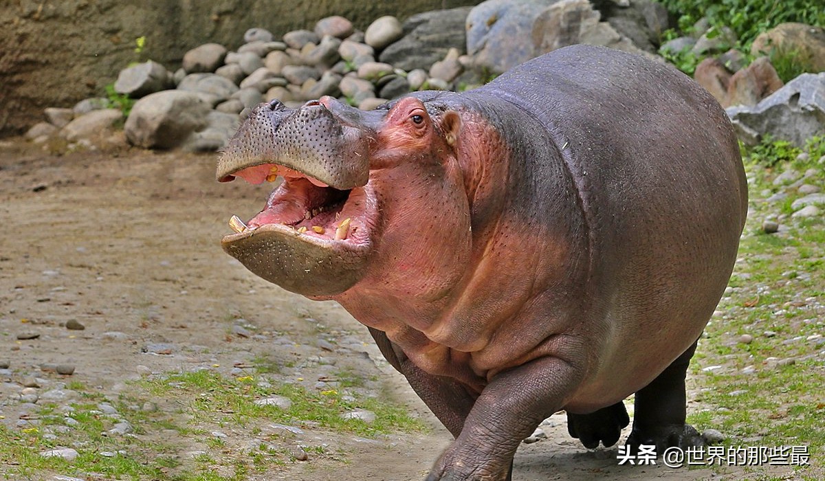 世界上最厉害的三大猛兽第一名,世界上都有哪些比较猛的猛兽