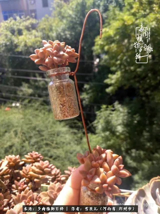 我的多肉乐园,多肉三寸阳台效果图