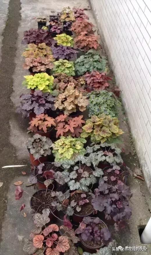 4种耐阴花好看好养活室内也能开,和绿萝长得很像耐阴的植物