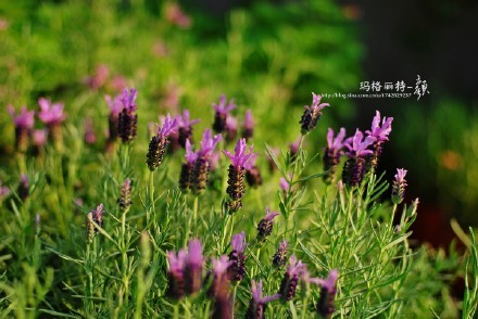 西餐常用的十三种香草介绍大全,西餐中常用的15种香料和香草
