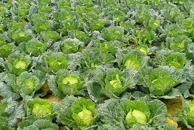 卷心菜和大白菜哪个更有营养,白菜娃娃菜生菜甘蓝