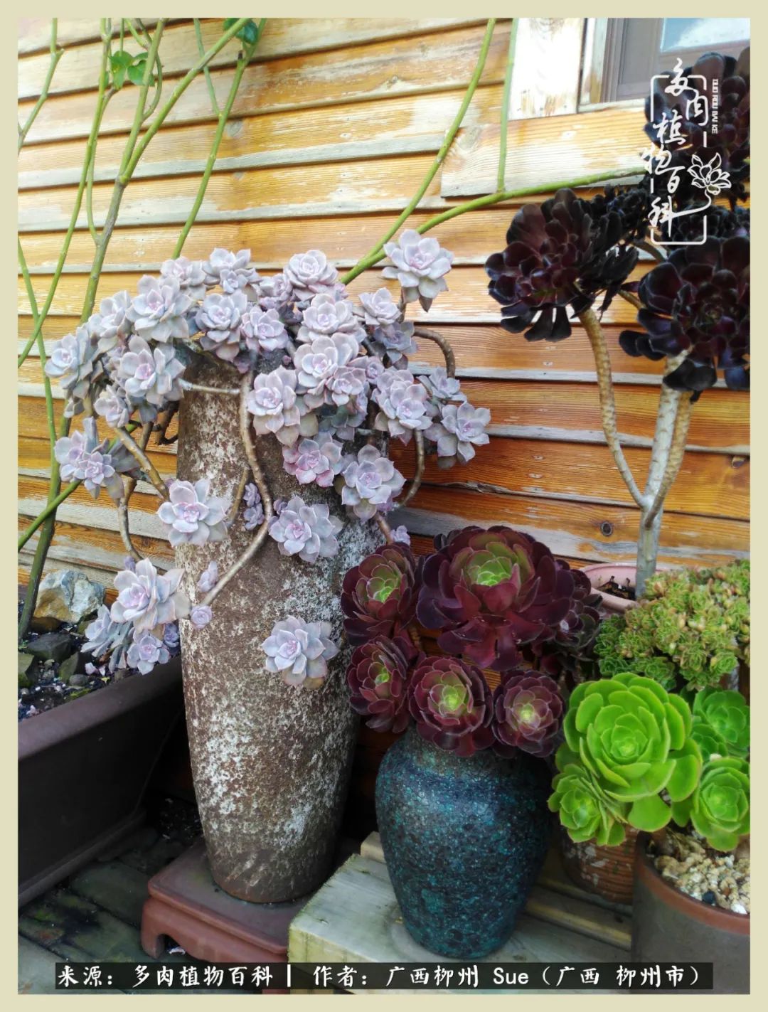 艳阳高照凉爽贵州，我要勤快地捕捉美好！（二）