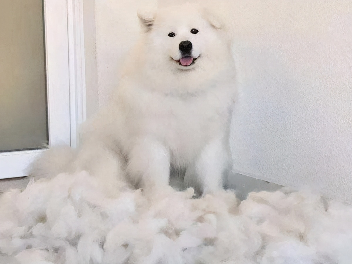 狗狗秋季掉毛严重什么原因,狗狗掉毛程度排行榜