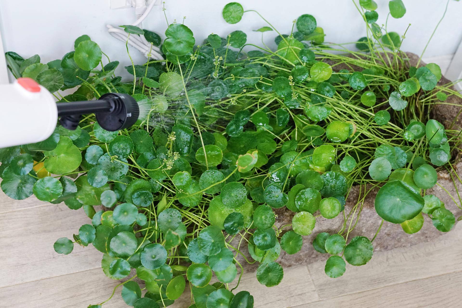 洗车神器洗车浇花两不误轻松搞定,洗车浇花神器大全