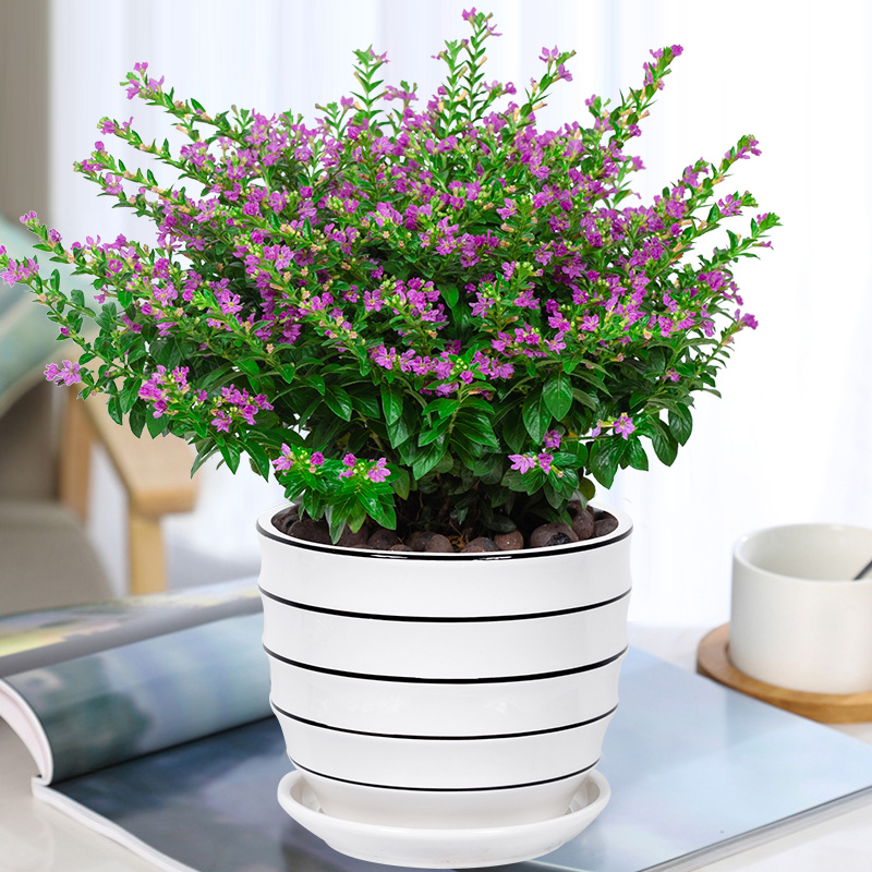 几种很耐热的盆栽花卉，适合夏天养，叶绿花美，花期长，养护简单