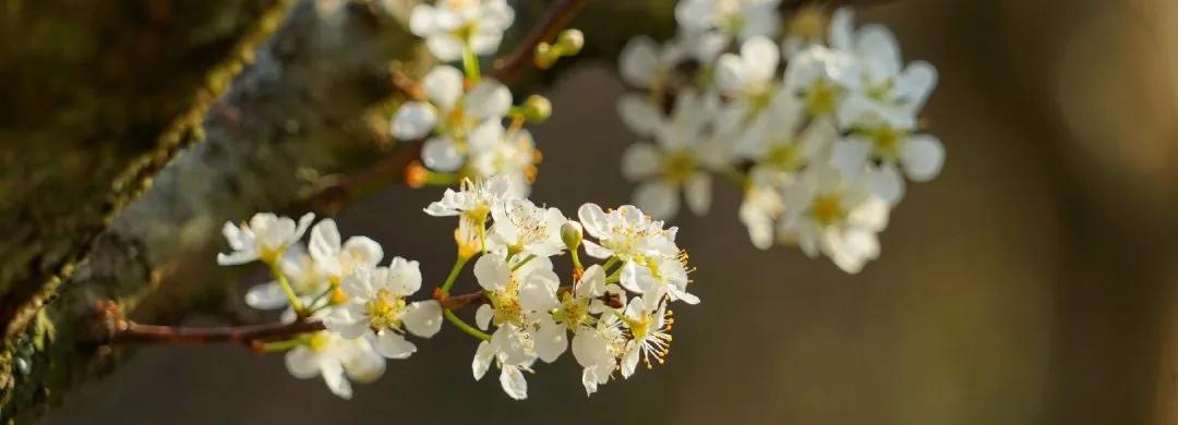广州现在花开的季节,广州现在什么花开了