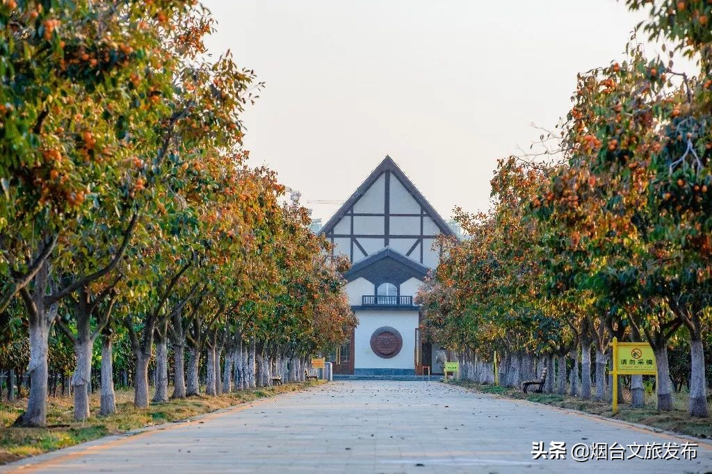 张裕卡斯特酒庄摘葡萄,张裕卡斯特酒庄750毫升定制