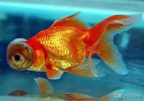 最理想的适合新手养殖的金鱼品种,有哪些特别适合新手养的金鱼品种