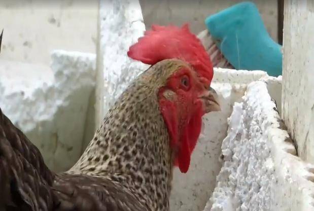 鸡为什么喜欢啄泡沫,鸡为什么喜欢啄泡沫塑料