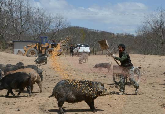 承包荒山养殖需要办理什么手续,为什么不建议承包荒山养殖