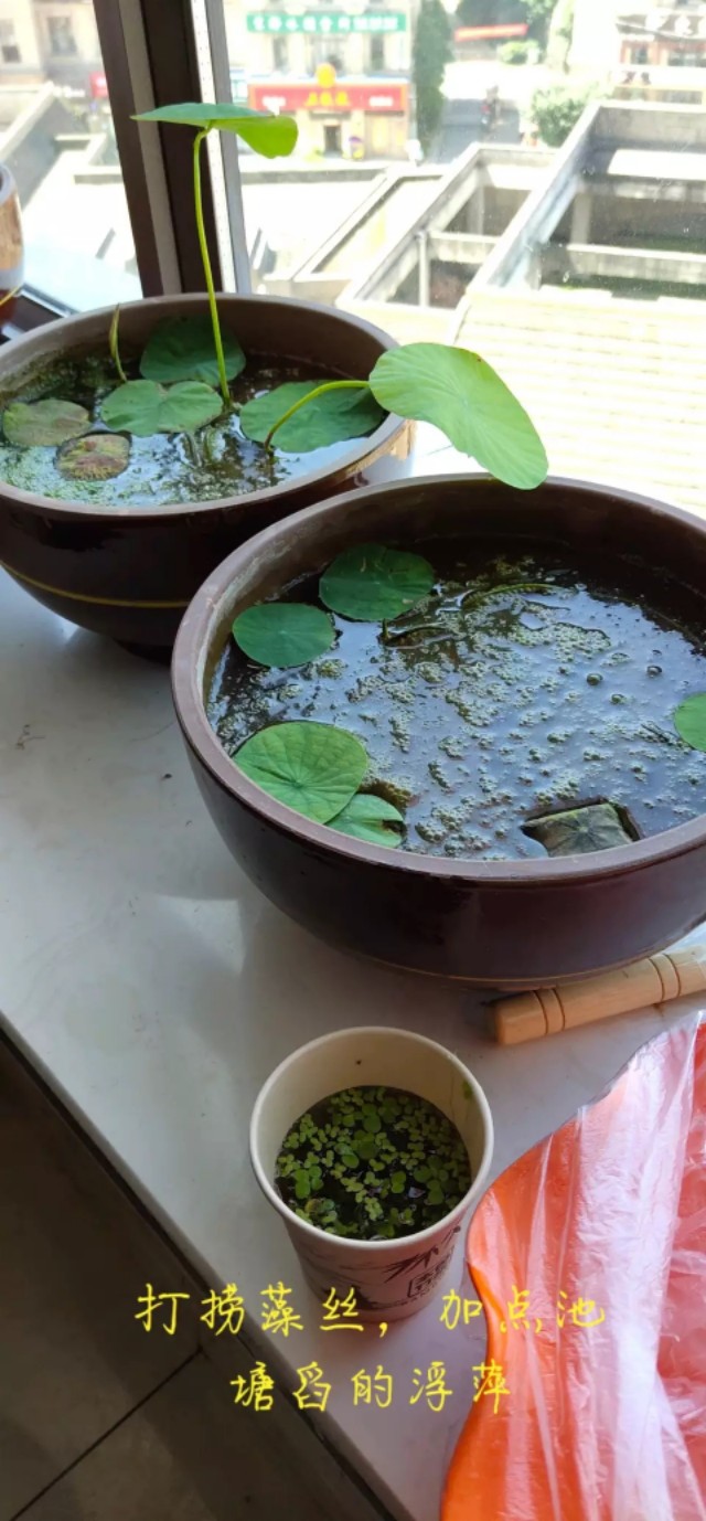用种子栽培碗莲成长日记,碗莲与鱼在缸中栽培方法
