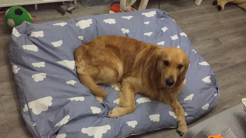 自制超大狗窝石棉瓦,自制超大狗窝衣服