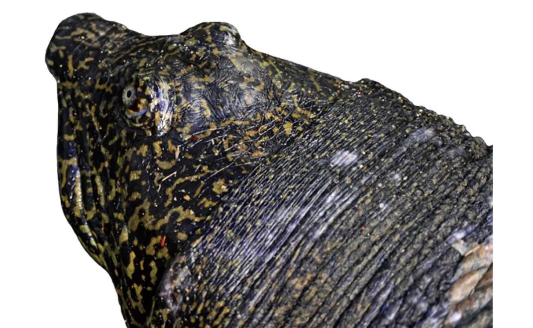 全球仅存三只斑鳖,斑鳖为啥灭绝