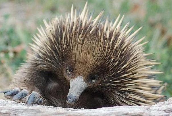 招惹豪猪的动物有多惨,豪猪最怕的天敌狮子