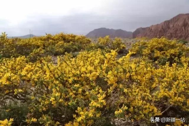 新疆的特殊植物,新疆戈壁上常见的植物