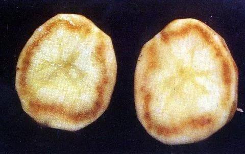 马铃薯常见病虫害及防治方法,马铃薯病虫害诊断与防治论文