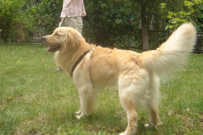 金毛出血怎么回事啊,金毛牙龈