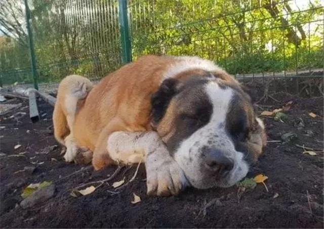 这个12年一轮回的狗年，可能对狗不太友好