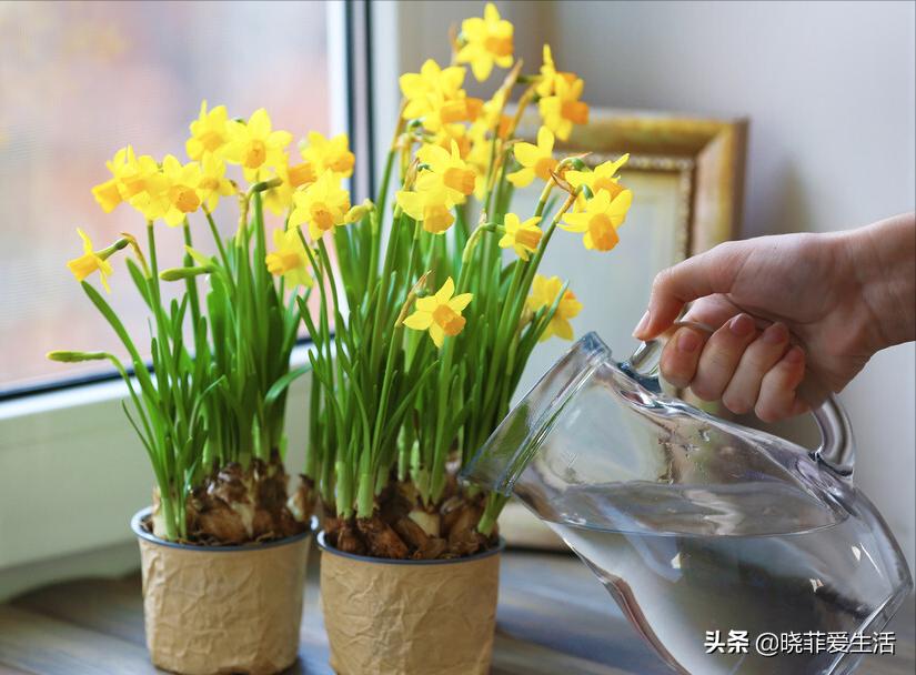 哪些花气味有毒不能养,哪10种花有毒