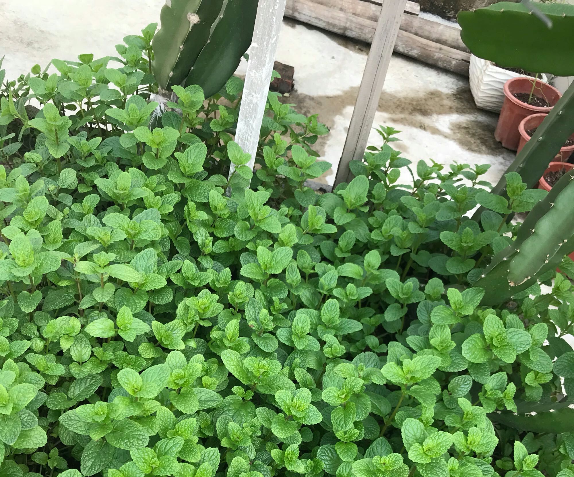 盆栽薄荷的注意事项和禁忌有哪些,薄荷盆栽怎么养叶子变黄色枯萎了