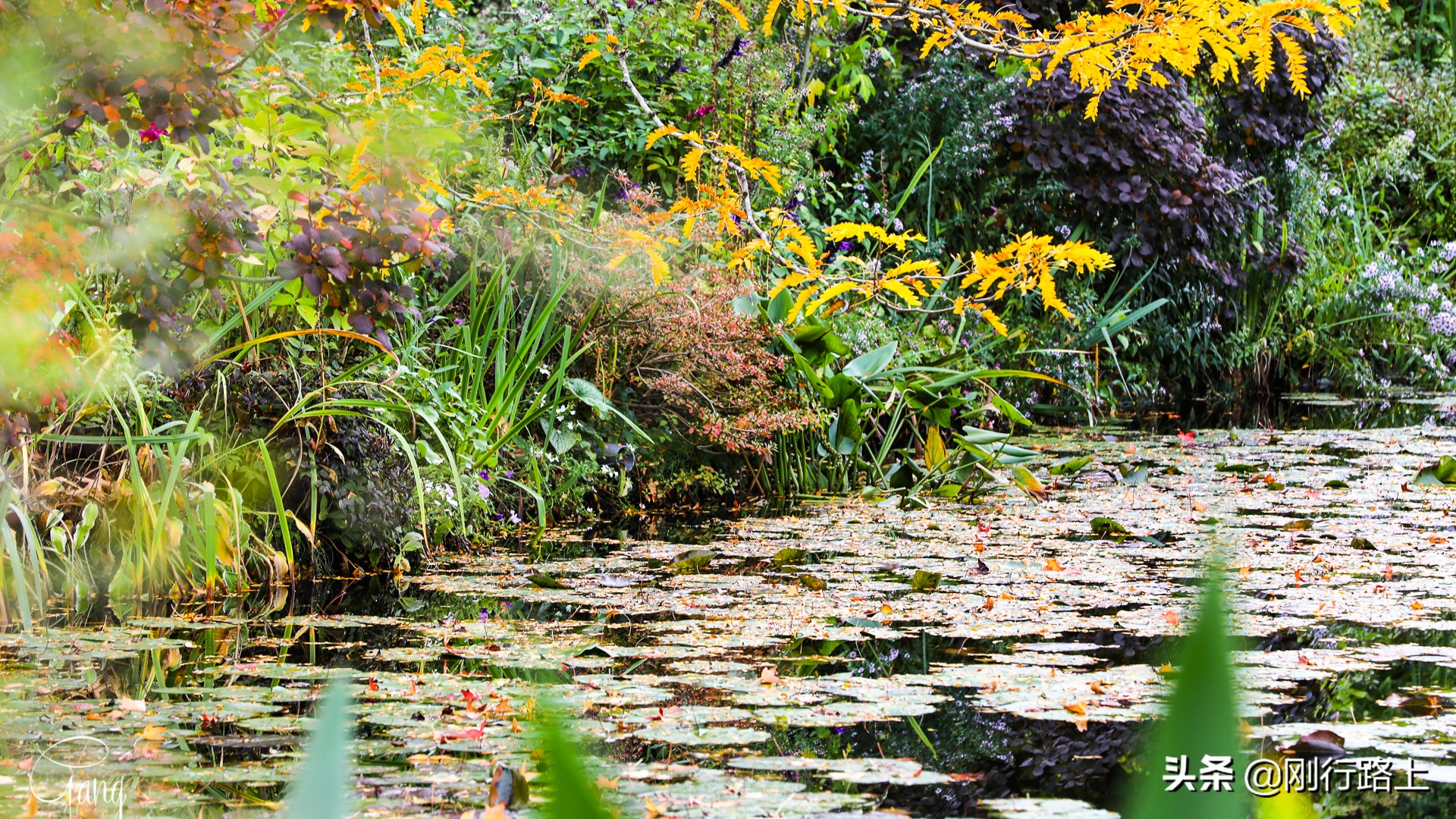 莫奈睡莲的特殊之处,莫奈睡莲超高清大图