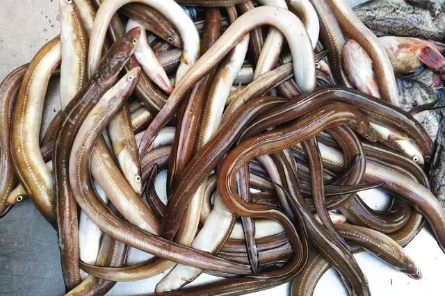 荣成哪种海鲜最值得信赖,荣成海鲜市场最大的螃蟹有多大