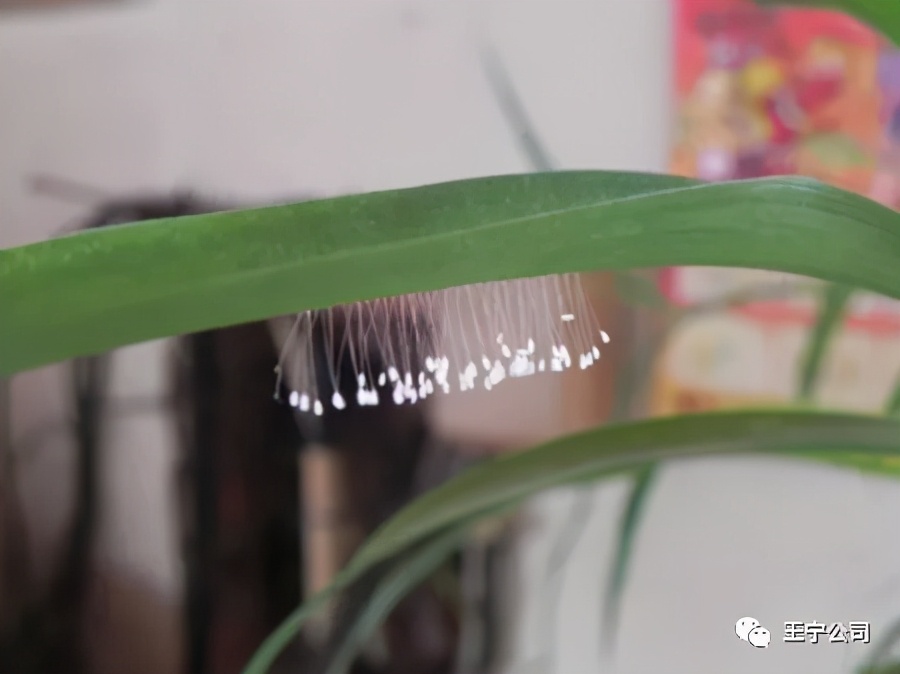 玉米上的虫害打什么药,玉米虫害防治口诀谚语