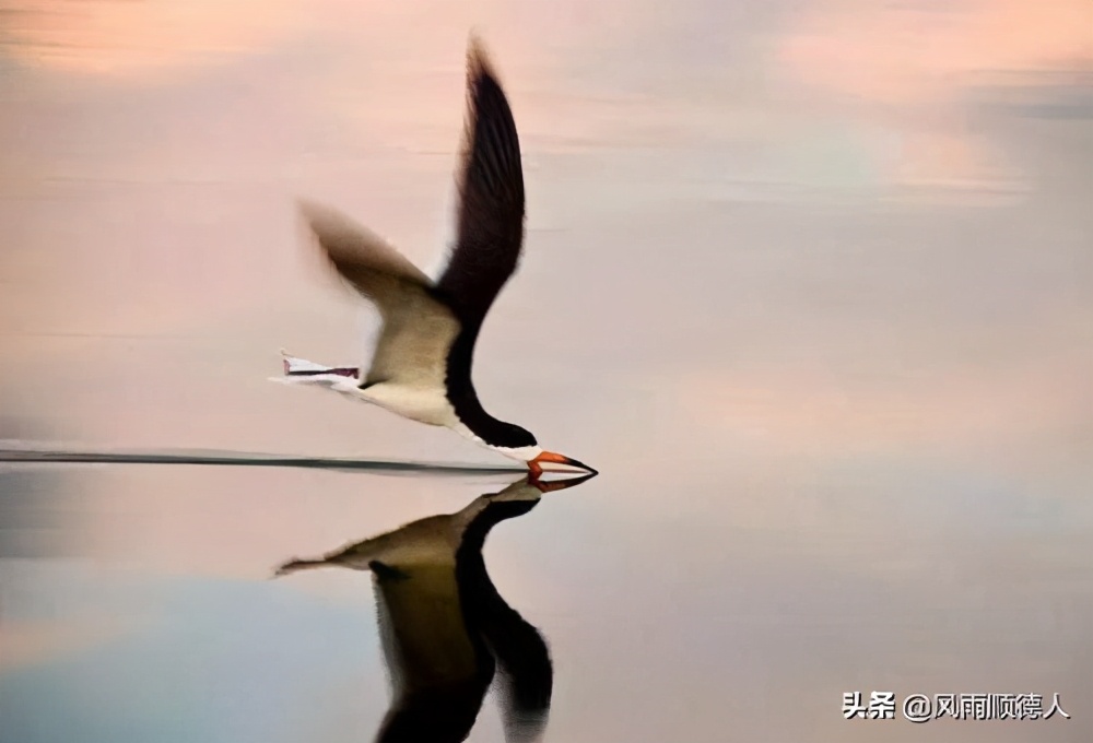 小霸王被申请破产的原因,小霸王被申请破产是真的吗