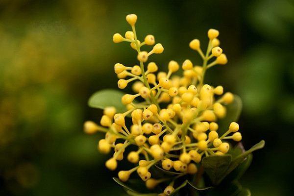 米兰秋季怎样养得又高大,米兰春季养护方法