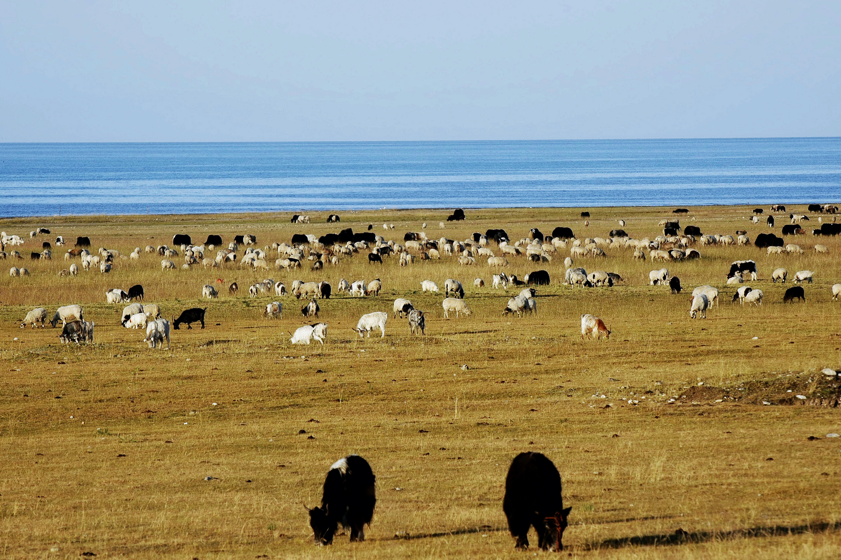 在青海湖畔想起海子和梭罗
