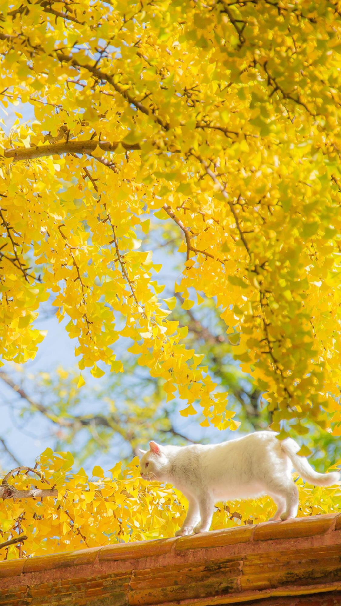 1920超高清手机自然风景壁纸,壁纸超清4k手机壁纸简单干净风景