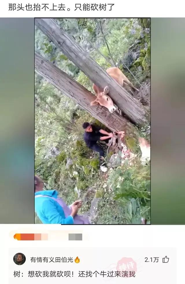 神回复下半句,神回复煮东西