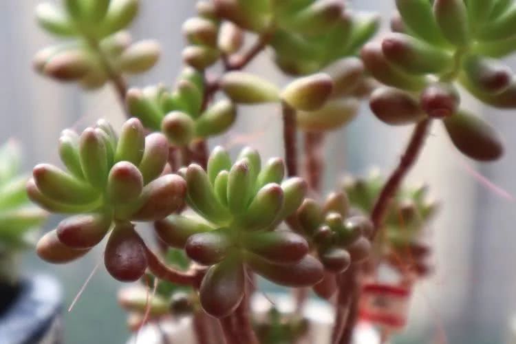 多肉名字怎么记,养多肉人的名字